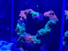 -海合安武汉极地海洋公园