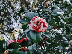 -深圳国际园林花卉博览园