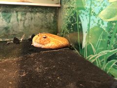 -上海大自然野生昆虫馆(东方明珠·爬宠昆虫探索中心)