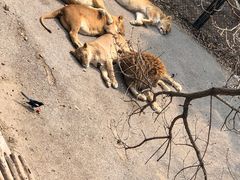 -大连森林动物园