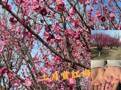 -良渚古城遗址公园