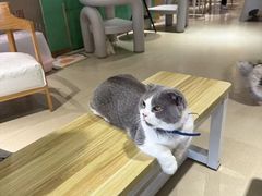 -藏猫猫咖啡主题馆(中央大道店)