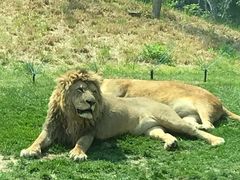 -北京野生动物园