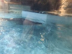 -萌宠奇缘(荣鼎店)