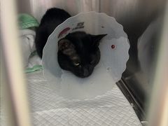 -宠福鑫康馨动物医院·骨科·眼科