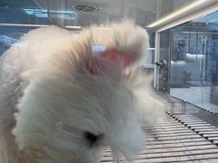 -翊宠yipet猫狗购宠庄园犬舍•猫舍