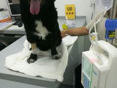 -达爱动物医院·犬猫分区·CT·复杂眼科(远洋山水分院)