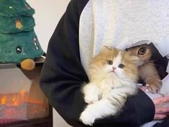 -猫十亿·布偶金渐层·曼基康矮脚猫舍(青年路店)