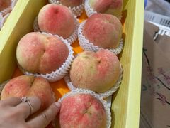 -南汇水蜜桃采摘(大团店)