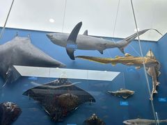 -国家自然博物馆