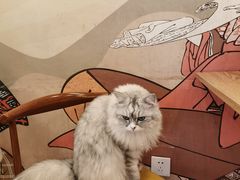 -Let's go狗咖·猫咖·奶狗·桌游(春熙路IFS店)