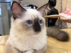 -绒爪撸猫下午茶·猫咖