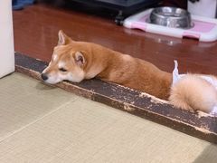 -逗柴咖啡屋·狗咖猫咖宠物桌游