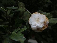 -南山植物园