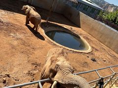 -西霞口神雕山野生动物世界