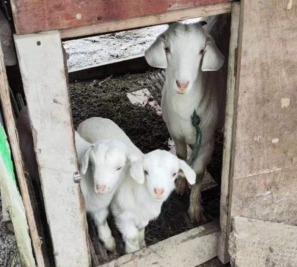 羊宝宝太可爱了!