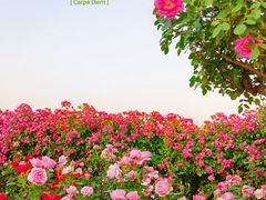 -上海辰山植物园