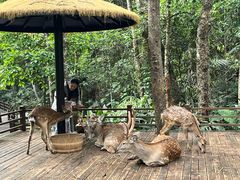 -普洱太阳河森林公园
