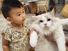 -楼上猫咖(罗湖店)