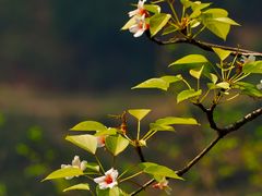 -舒家湾天主教堂