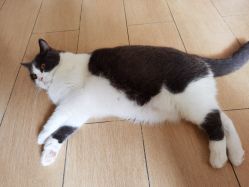 -飛凡TATTOO纹身•原创