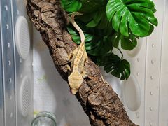 -酷以爬仙阁实体爬宠店·守宫·蜥蜴·专业繁育