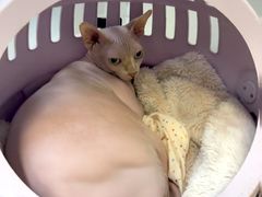 -爱妮康宠物医院·干细胞免疫细胞·肿瘤·心脏(张江店)