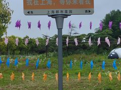 -上海都市菜园