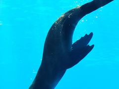 -上海海昌海洋公园