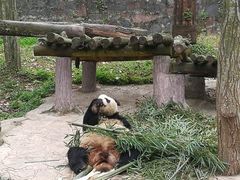 -都江堰中华大熊猫苑