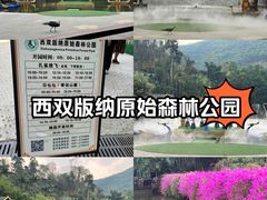 -西双版纳原始森林公园