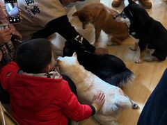 -柴の食堂·日式家庭料理·熊之肆(大学路店)