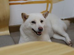 -柴迷FANS CLUB·柴犬狗咖·猫咖
