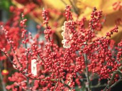 -循礼门鲜花花市(武汉循礼门店)