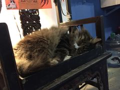 Anne猫窝咖啡屋-Anne猫窝咖啡屋