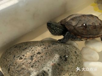 本来图省事儿才养龟的，发现干啥也是不容易滴