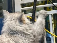 -平行世界·猫咖(首经贸店)