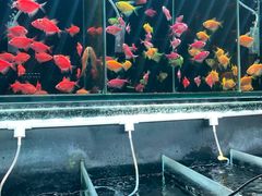 -武汉花鸟市场