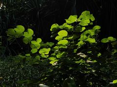 -福田红树林生态公园