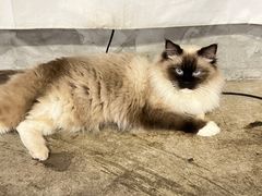 -浣熊柯尔鸭土拨鼠·电玩咖