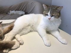 -怪兽屋·羊驼·猫咖·狗咖(俊华广场店)