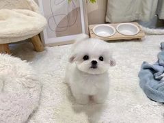 -萌宠之家·腊肠犬·马尔泰·小体犬舍