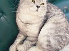 猫咪狗狗-MZ猫咖