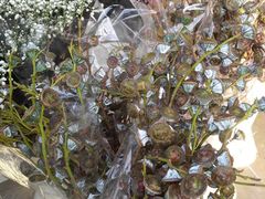 -三圣花乡旅游区