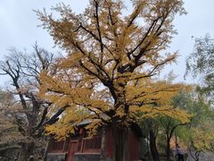 -晋祠公园