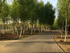 -东郊湿地公园
