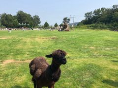 -大连铭湖国际观光牧场