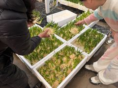 -龙大花卉苗木市场