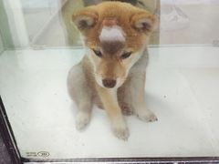 -李小姐の猫咖啡馆(五角场店)