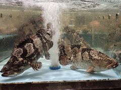 -阿伟海鲜楼·福建菜(延寿店)